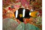 Clarks Anemone Fish