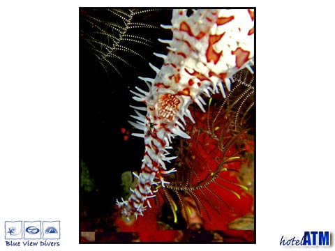 Close Up of Ornate Ghost Pipefish