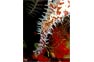 Close Up of Ornate Ghost Pipefish