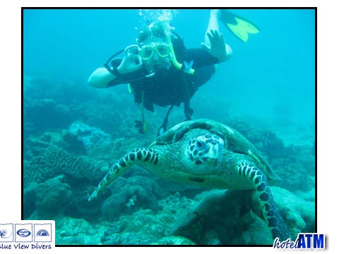 Hawksbill Turtle And Diver