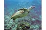 Hawksbill Turtle at Bida Nai