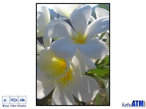 White Frangipani Flower