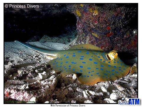 Blue Spotted Ray near Phi Phi