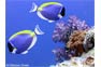 Powder Blue Surgeon Fish seen with Princess Divers