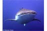 Whale Shark On Phi Phi Islands