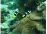 Phi Phi Ley Coral Reefs