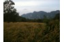 Rare Grasslands High Up On Phi Phi Don